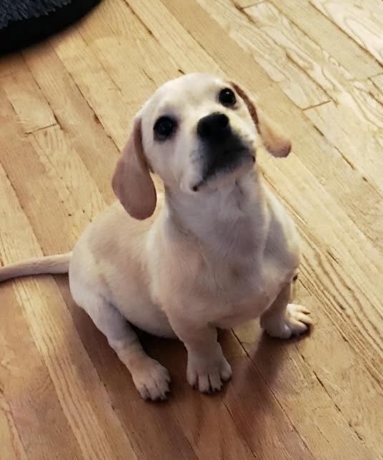 Enlarge Rebel, a Adoptable mixed breed in Toledo, OH image 2/4