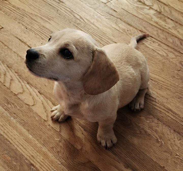 Enlarge Rebel, a Adoptable mixed breed in Toledo, OH image 3/4