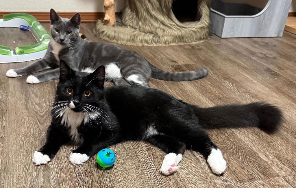 Karis, Adoptable, Young Male Domestic Short Hair.