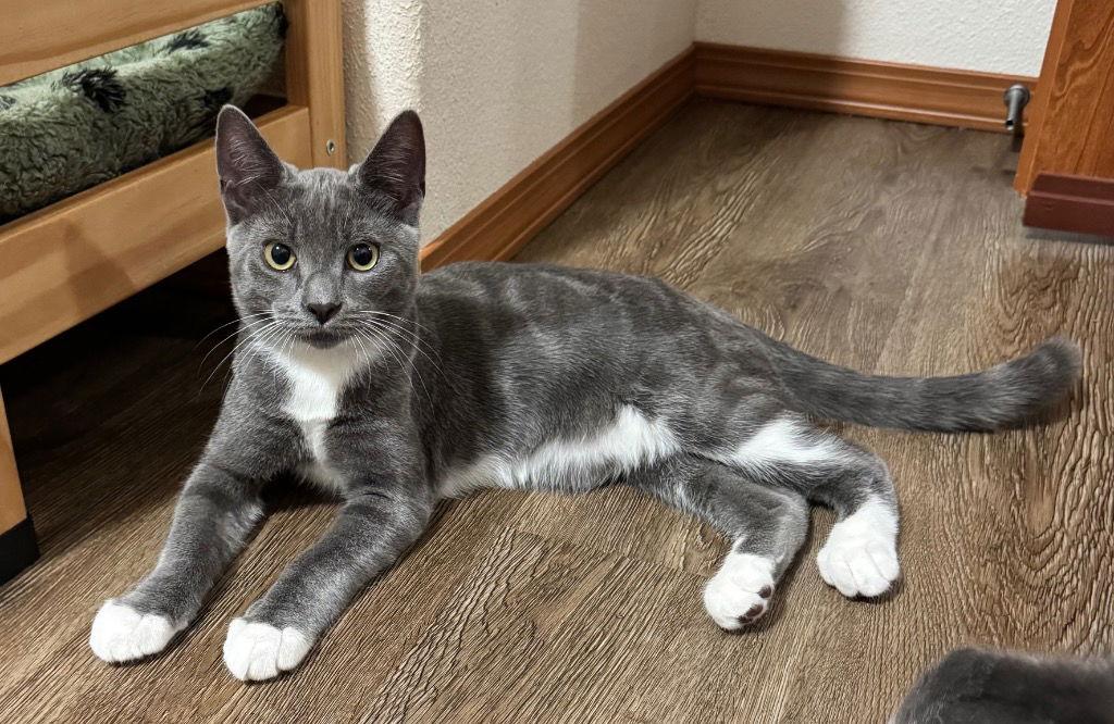 Karis, Adoptable, Young Male Domestic Short Hair.