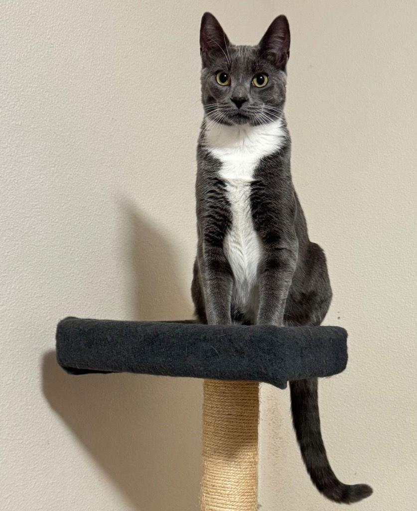 Enlarge Karis, a Adoptable Domestic Short Hair in Battle Ground, WA image 2/3