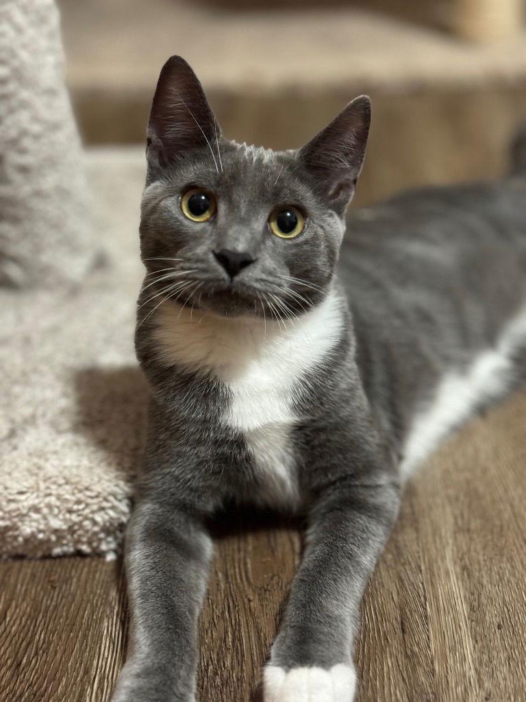 Karis, a Adoptable Domestic Short Hair in Battle Ground, WA image 3/3