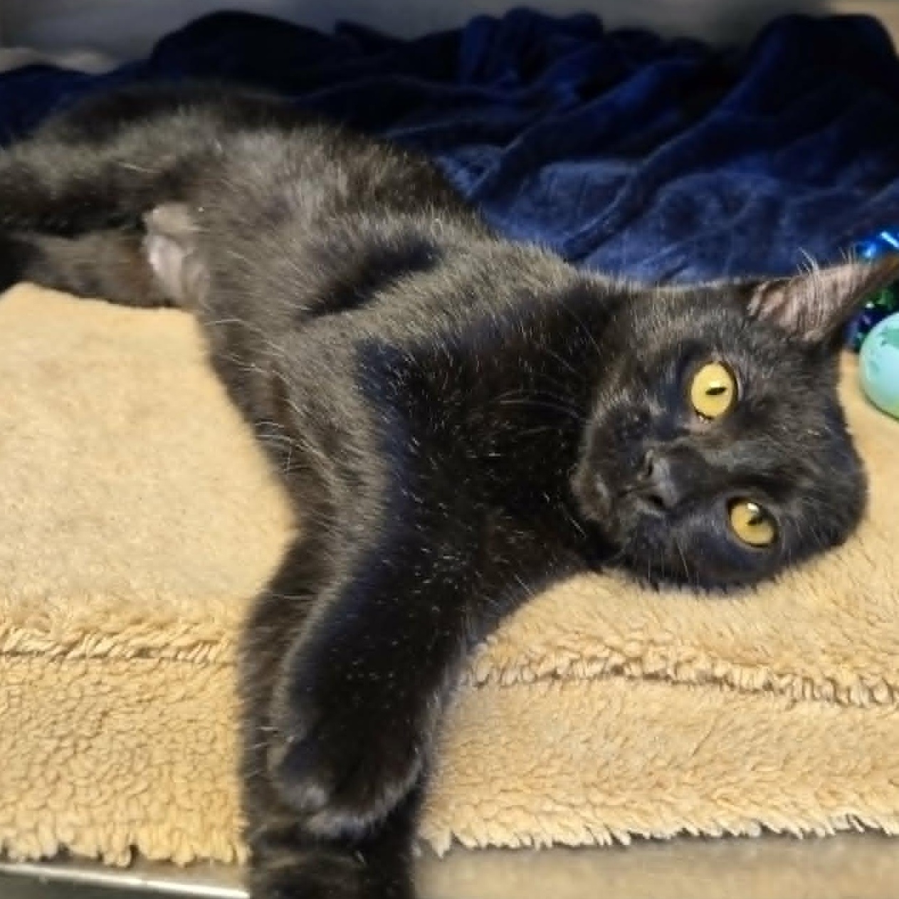 Enlarge Poe, a ADOPTABLE Domestic Short Hair in Watertown, WI image 2/4