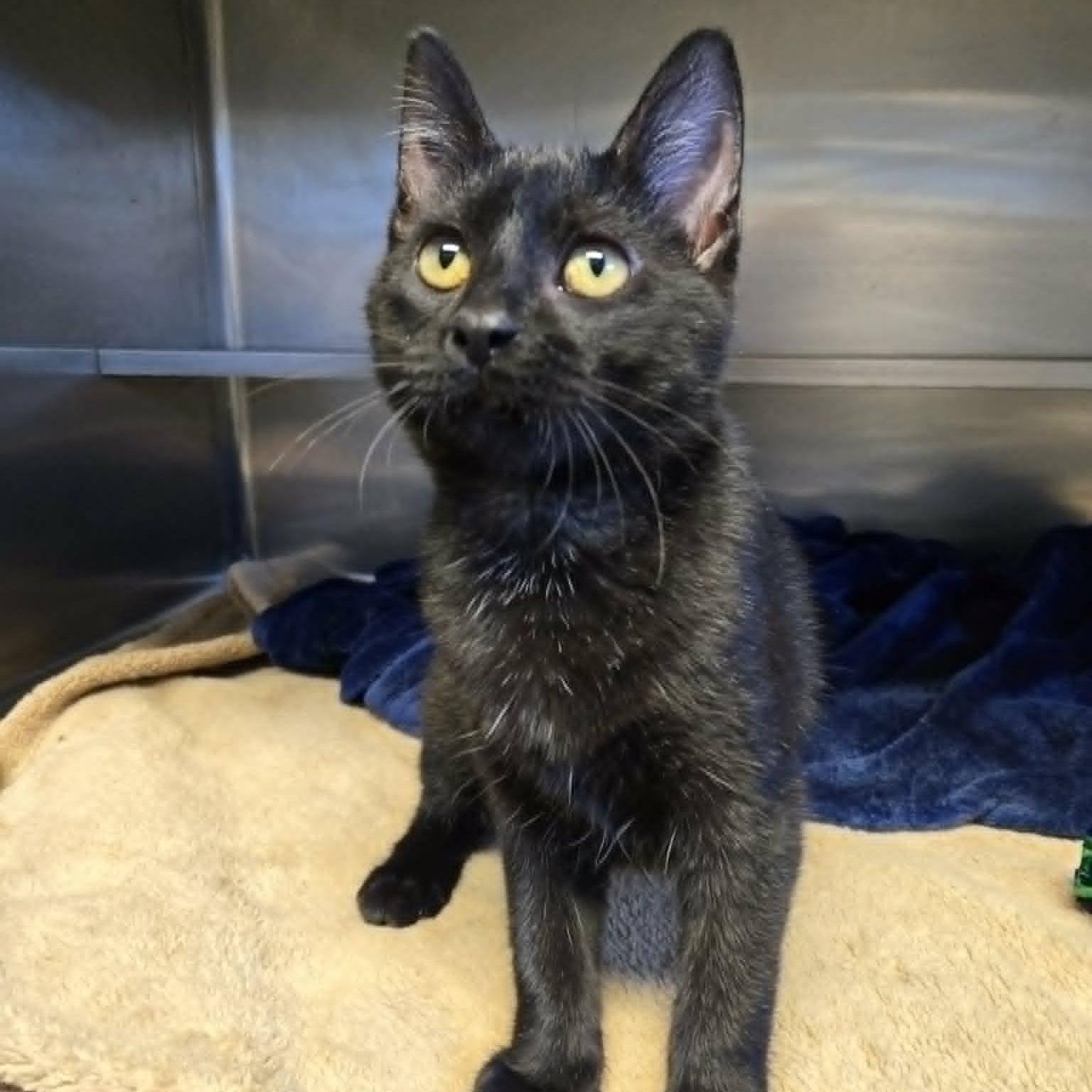 Enlarge Poe, a ADOPTABLE Domestic Short Hair in Watertown, WI image 1/4