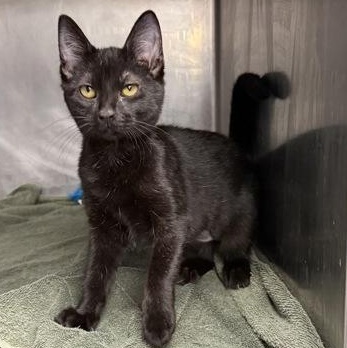 Enlarge Poe, a ADOPTABLE Domestic Short Hair in Watertown, WI image 4/4