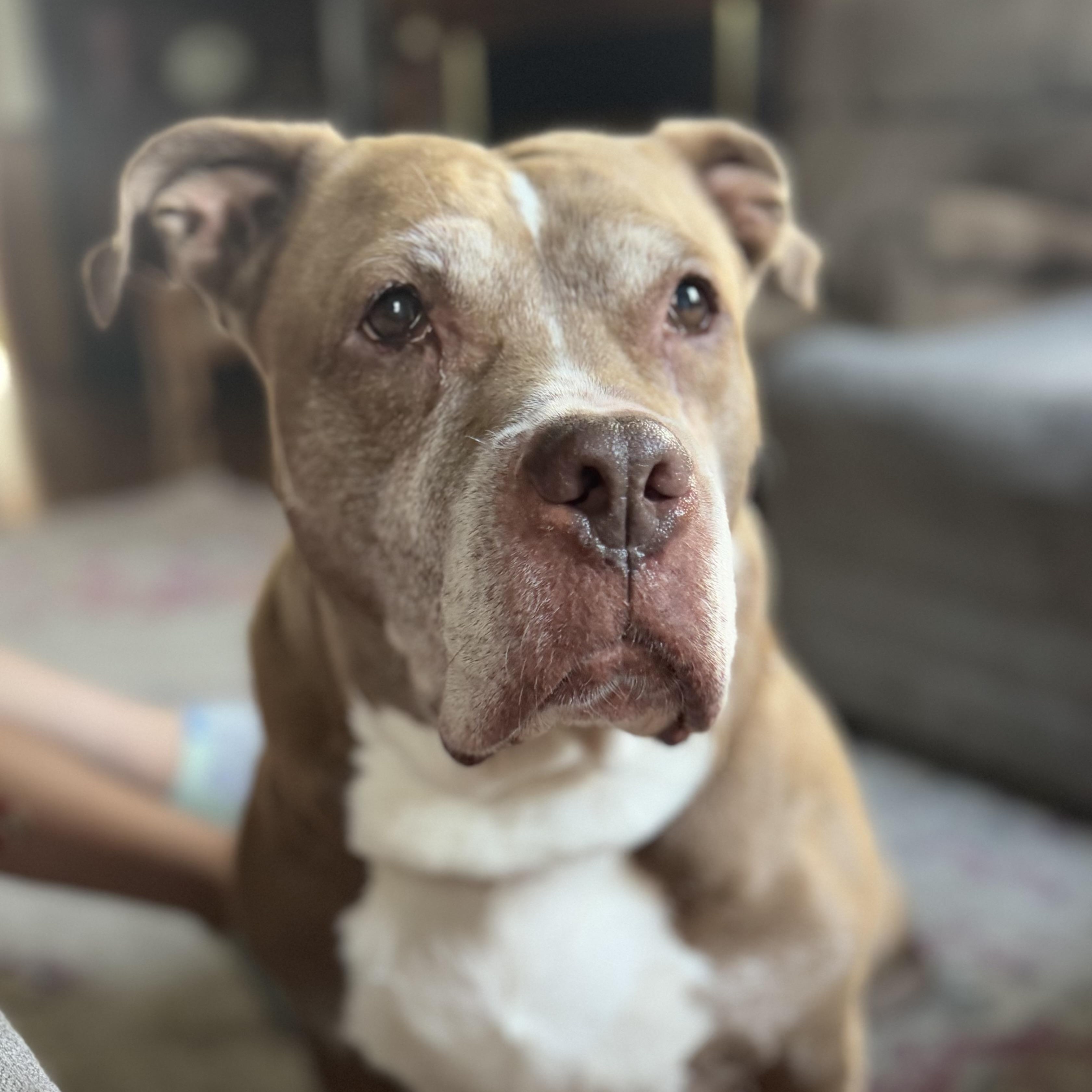 Enlarge Celine, a Adoptable mixed breed in Rochester, NY image 1/4