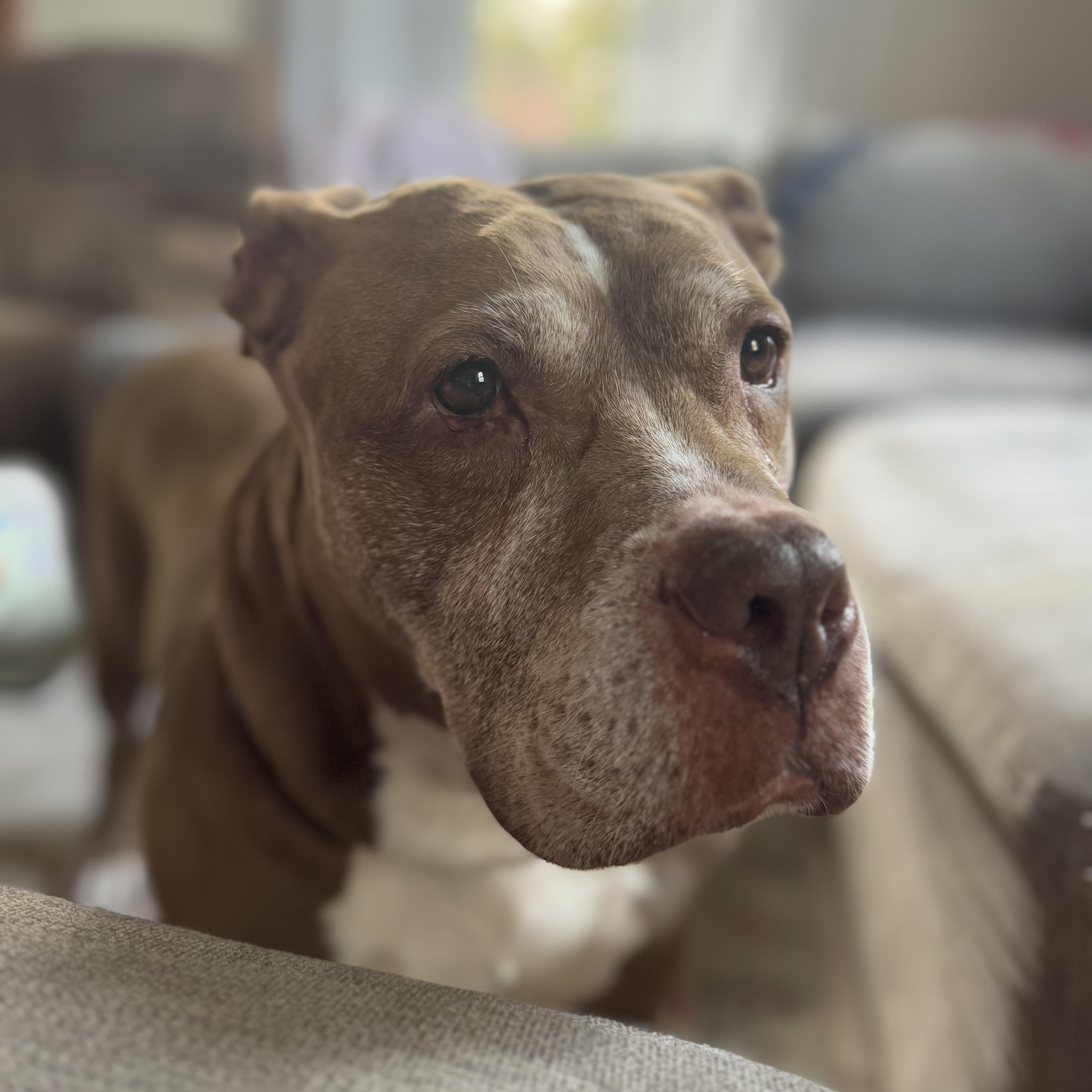 Enlarge Celine, a Adoptable mixed breed in Rochester, NY image 2/4