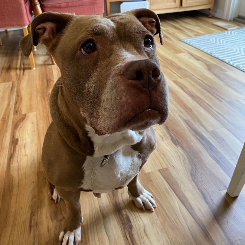 Enlarge Celine, a Adoptable mixed breed in Rochester, NY image 3/4