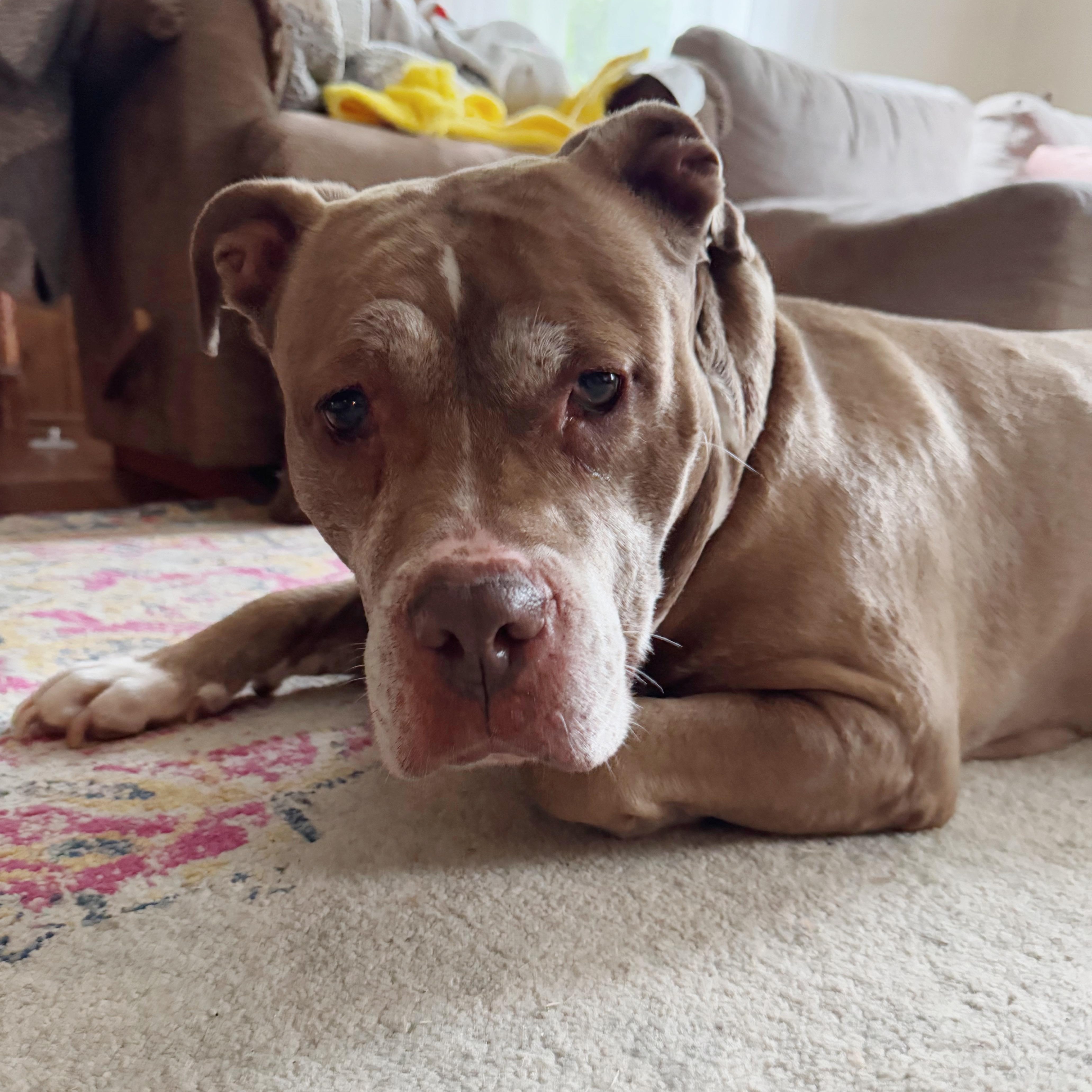 Enlarge Celine, a Adoptable mixed breed in Rochester, NY image 4/4