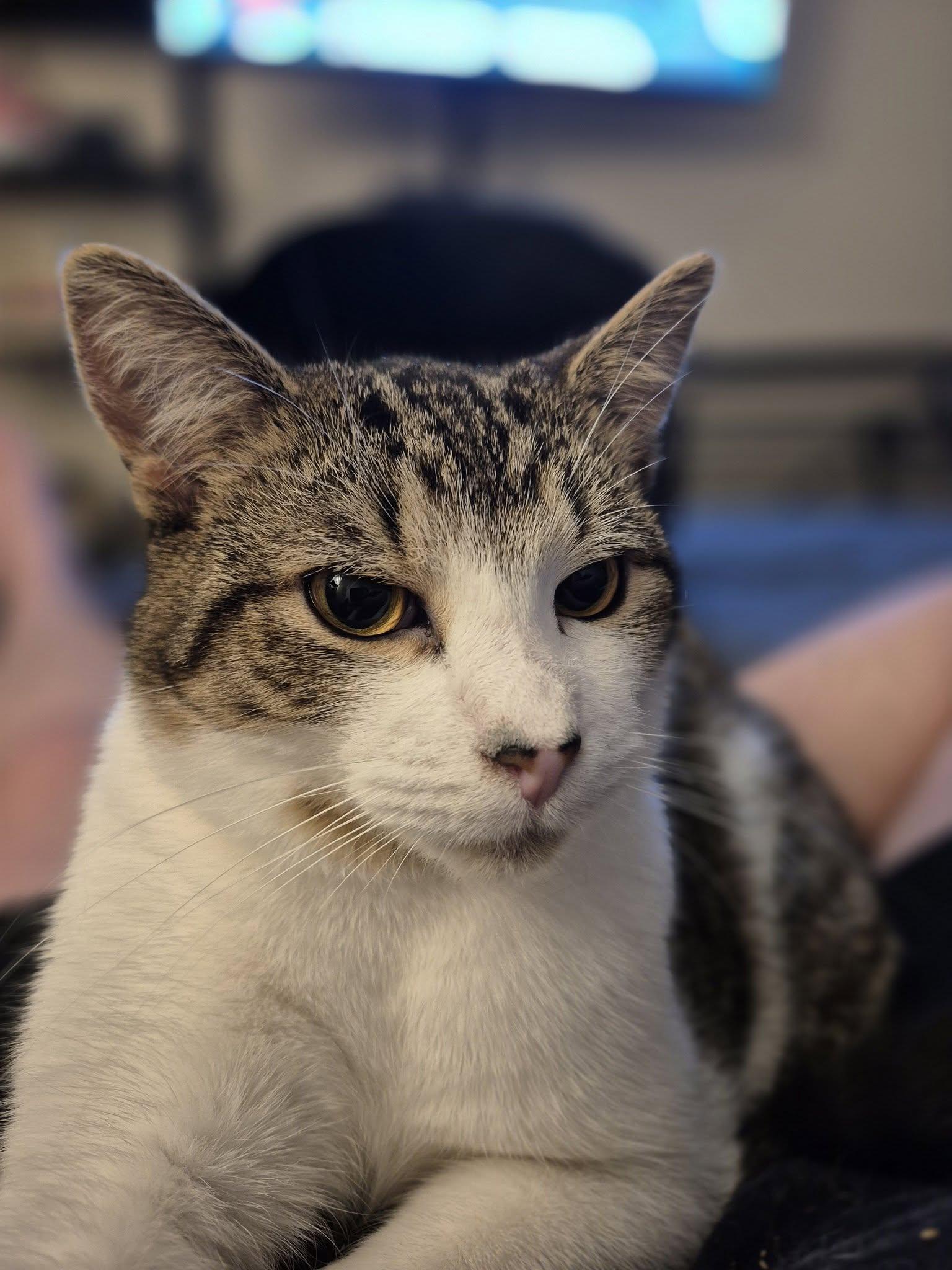 Timmy Solar, Adoptable, Young Male Domestic Short Hair.
