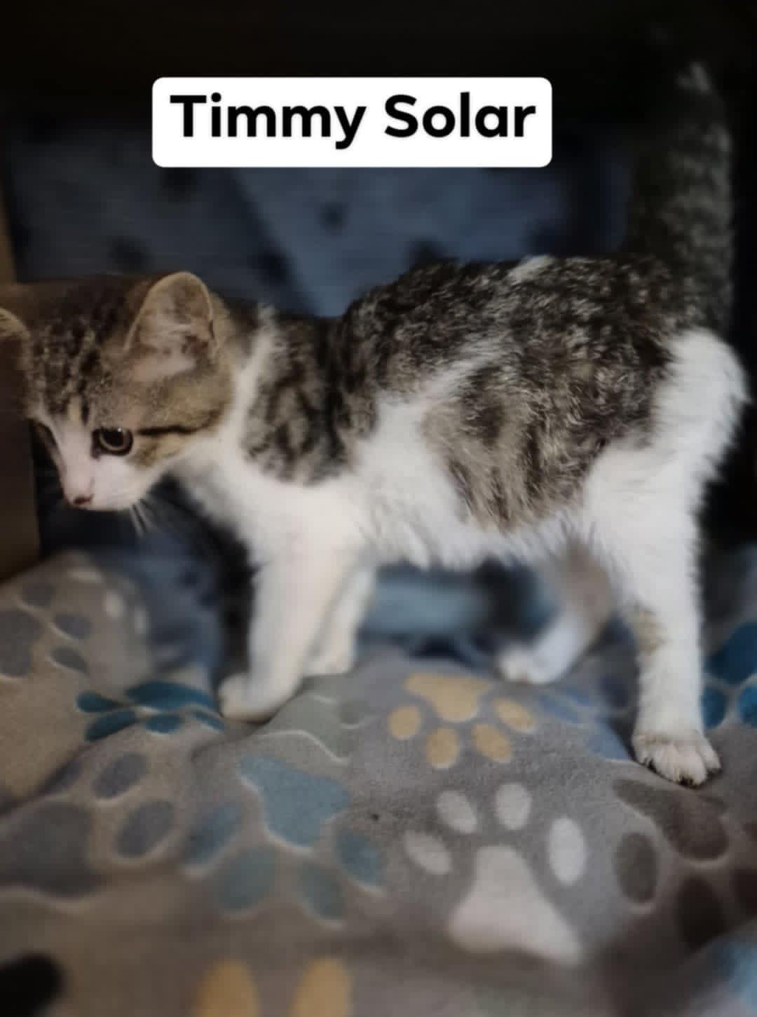 Enlarge Timmy Solar, a Adoptable Domestic Short Hair in Clymer, PA image 1/3