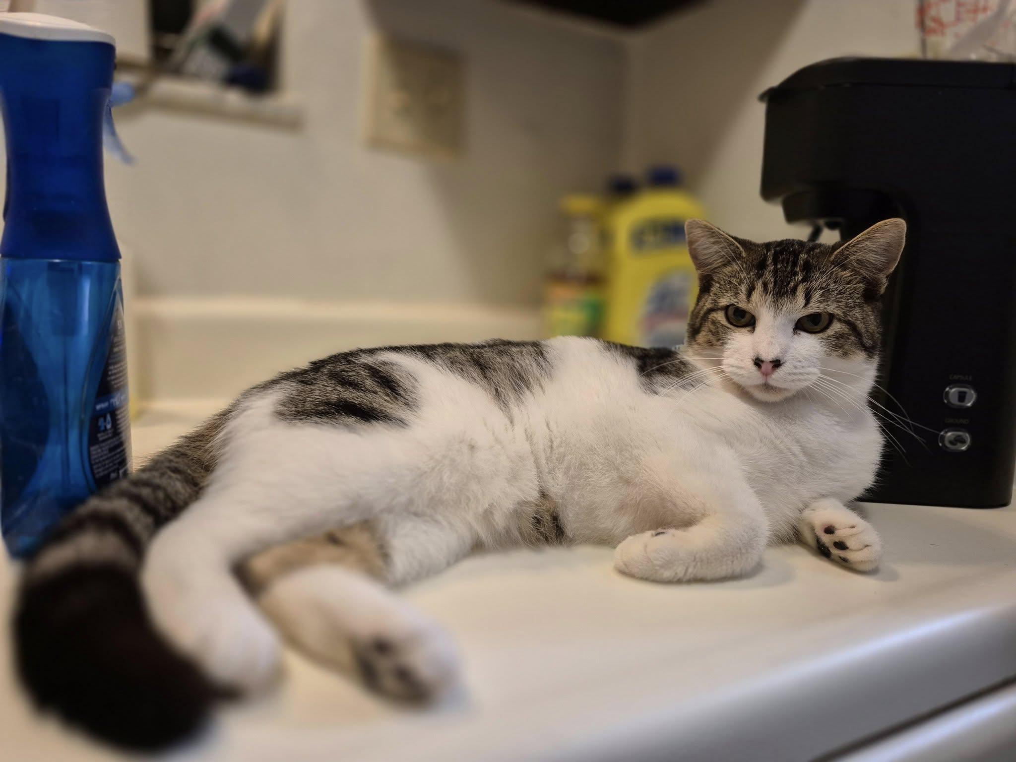Timmy Solar, a Adoptable Domestic Short Hair in Clymer, PA image 2/2
