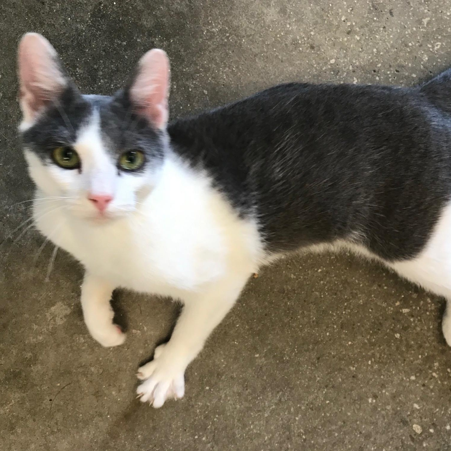 Enlarge Milo, a Adopted Domestic Short Hair in Windsor, CT image 2/4