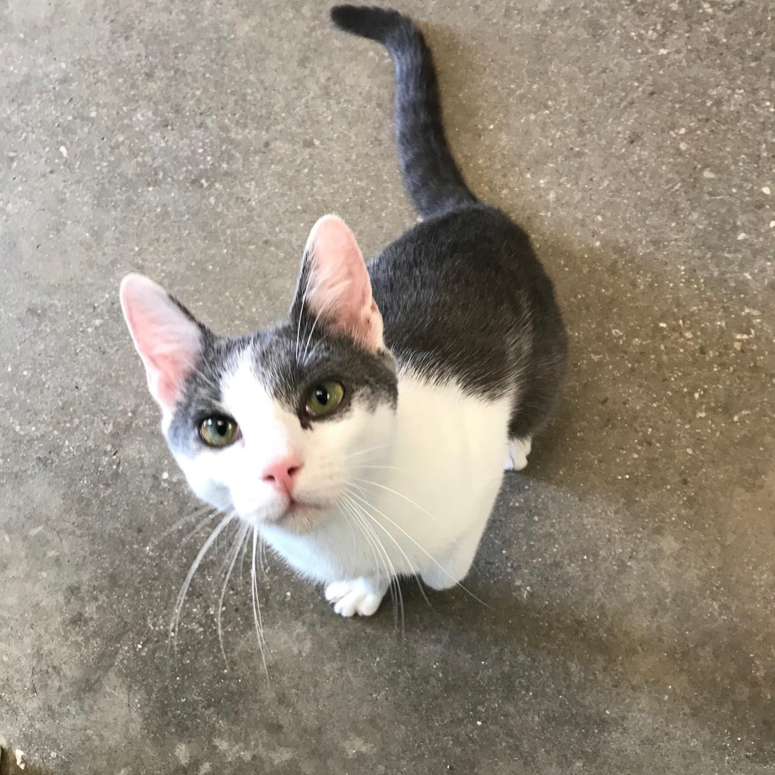 Enlarge Milo, a Adopted Domestic Short Hair in Windsor, CT image 1/4
