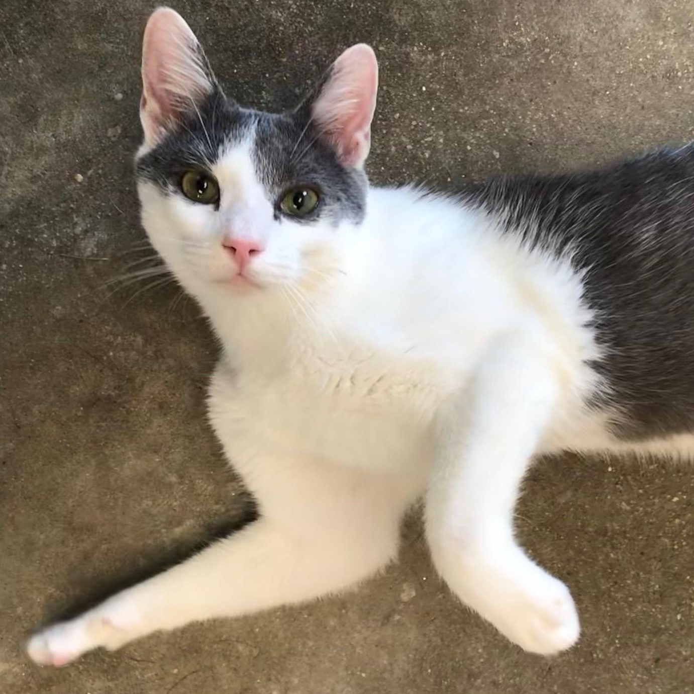 Enlarge Milo, a Adopted Domestic Short Hair in Windsor, CT image 3/4