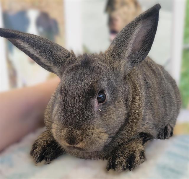 DAHLIA, Adoptable, Baby Female Bunny Rabbit.