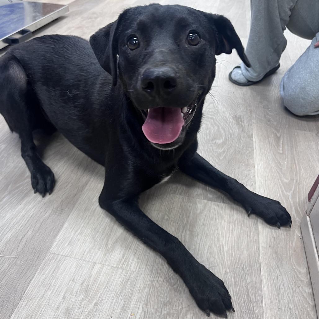 Rambo, Adoptable, Young Male Labrador Retriever.