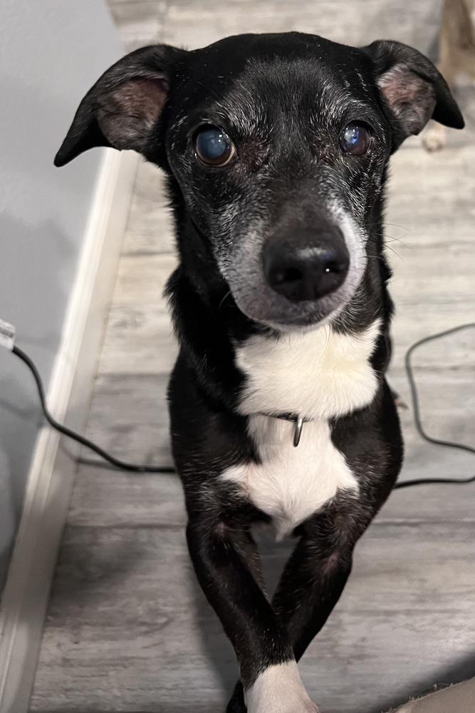 Enlarge Fonzie, a Adoptable mixed breed in Parker, CO image 1/3