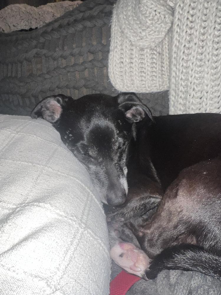 Enlarge Fonzie, a Adoptable mixed breed in Parker, CO image 2/3