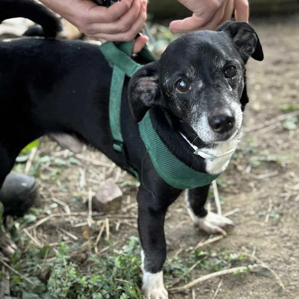 Enlarge Fonzie, a Adoptable mixed breed in Parker, CO image 3/3