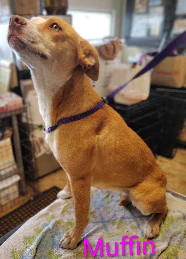 Enlarge Muffin, a Adoptable mixed breed in Mena, AR image 1/1