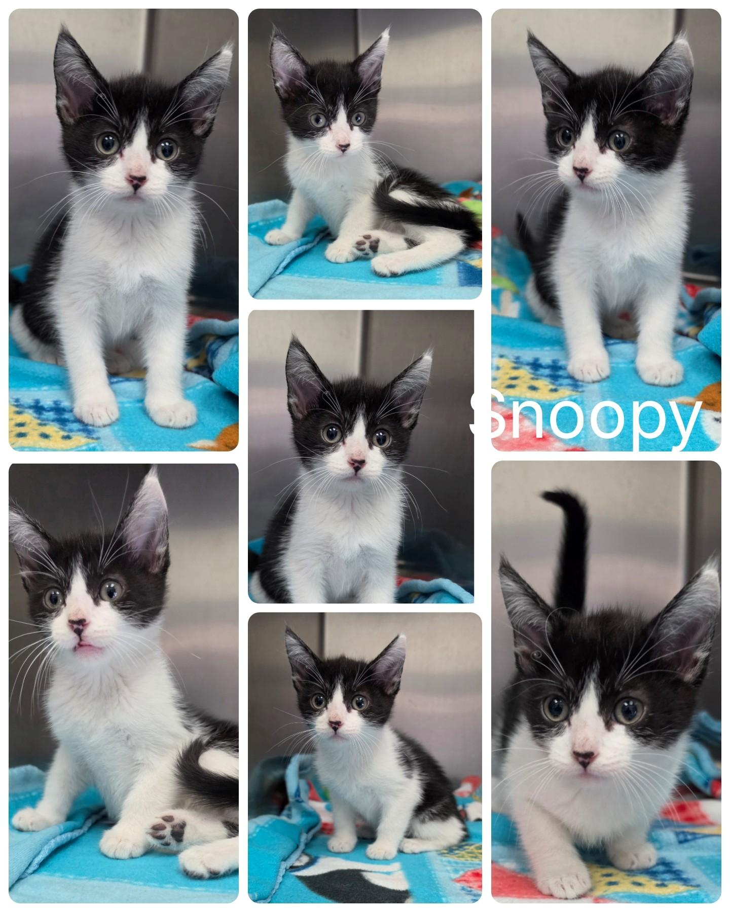 Snoopy, adopted, Kitten Male Domestic Short Hair.