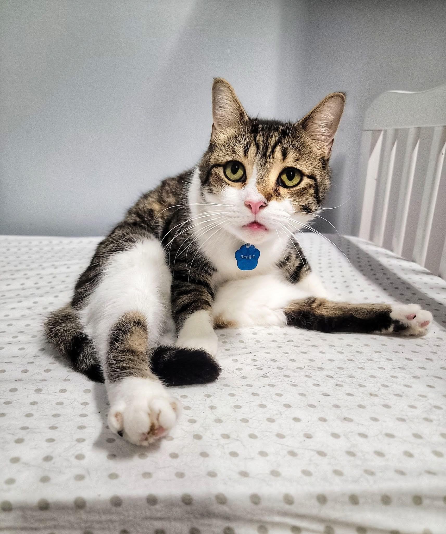 Enlarge REGGIE (Reginald Arnufle), a ADOPTABLE Domestic Short Hair in Grand Rapids, MI image 1/6