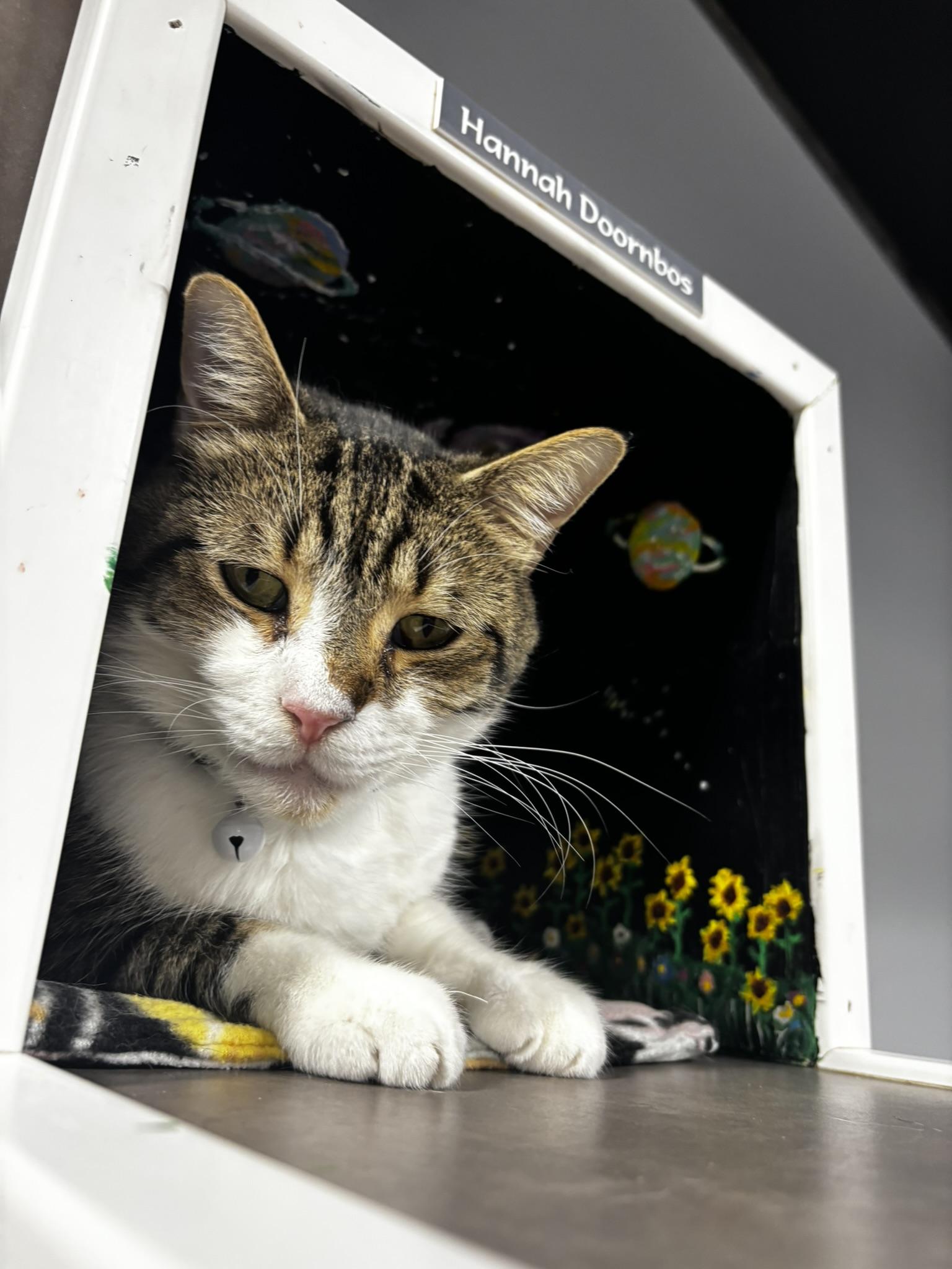 Enlarge REGGIE (Reginald Arnufle), a ADOPTABLE Domestic Short Hair in Grand Rapids, MI image 4/6