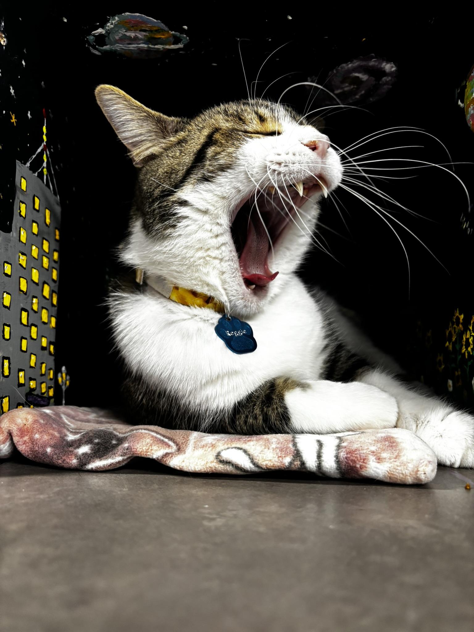 Enlarge REGGIE (Reginald Arnufle), a ADOPTABLE Domestic Short Hair in Grand Rapids, MI image 6/6