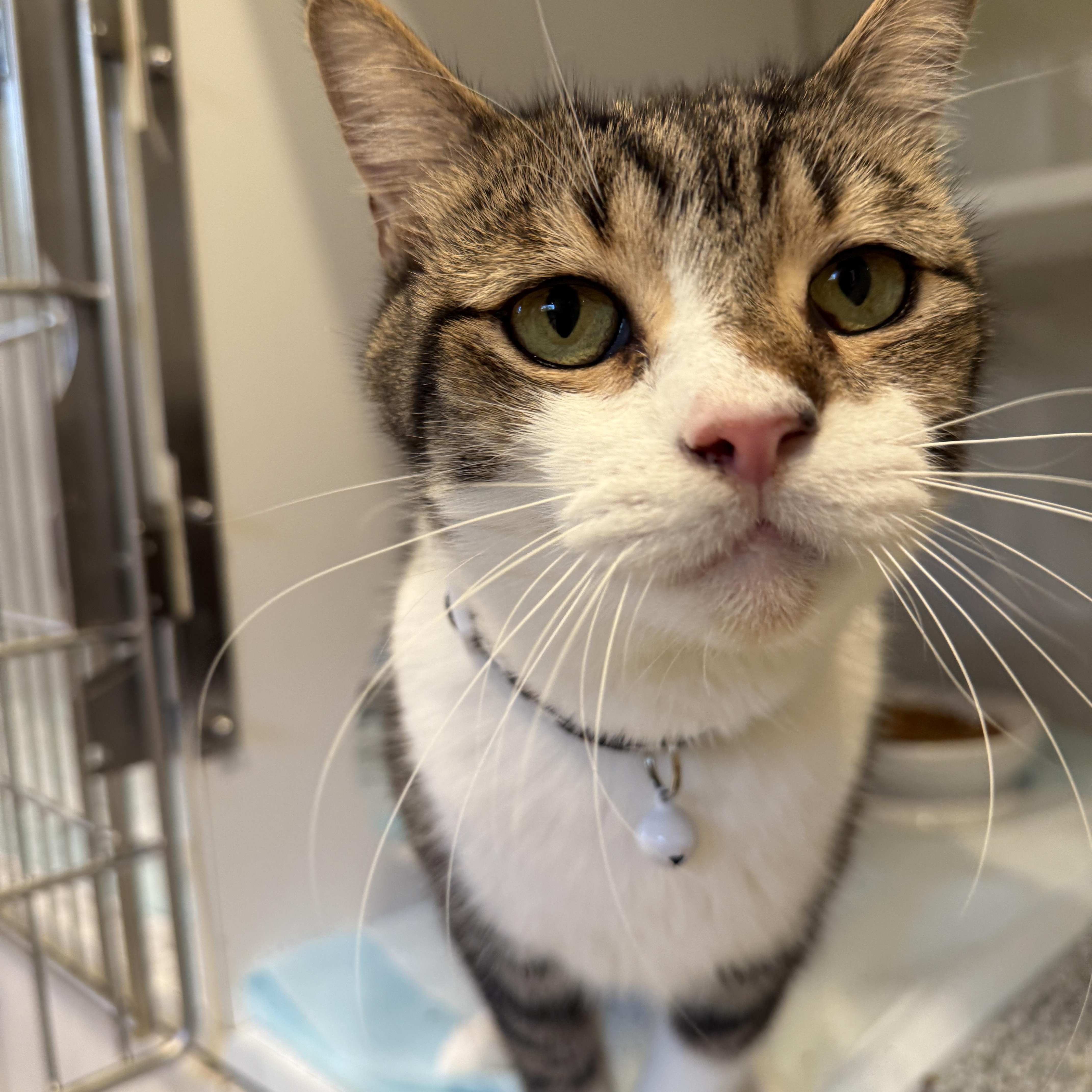 Enlarge REGGIE (Reginald Arnufle), a ADOPTABLE Domestic Short Hair in Grand Rapids, MI image 5/6