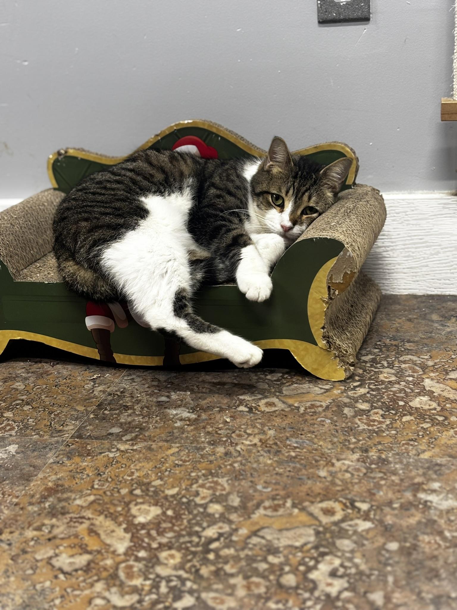 Enlarge REGGIE (Reginald Arnufle), a ADOPTABLE Domestic Short Hair in Grand Rapids, MI image 3/6