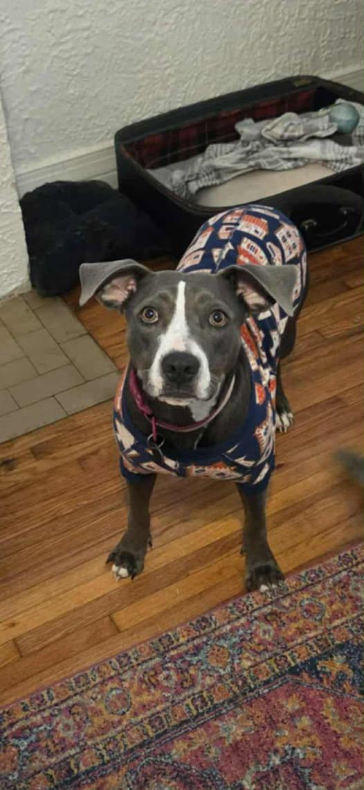 Enlarge Jewel, a ADOPTABLE Mixed Breed in Broken Arrow, OK image 1/1