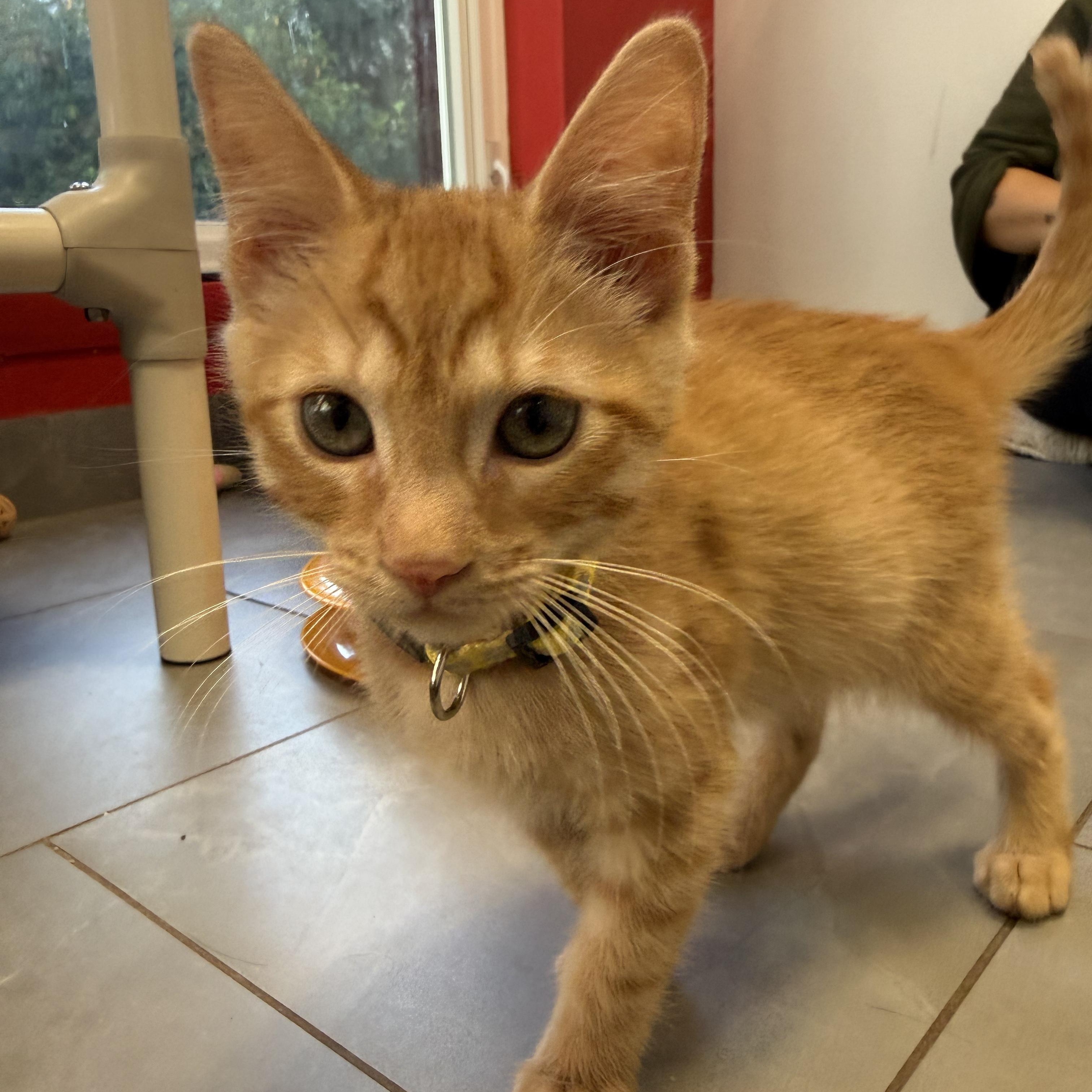 Enlarge Eowyn, a Adopted Domestic Short Hair in North Haven, CT image 4/5