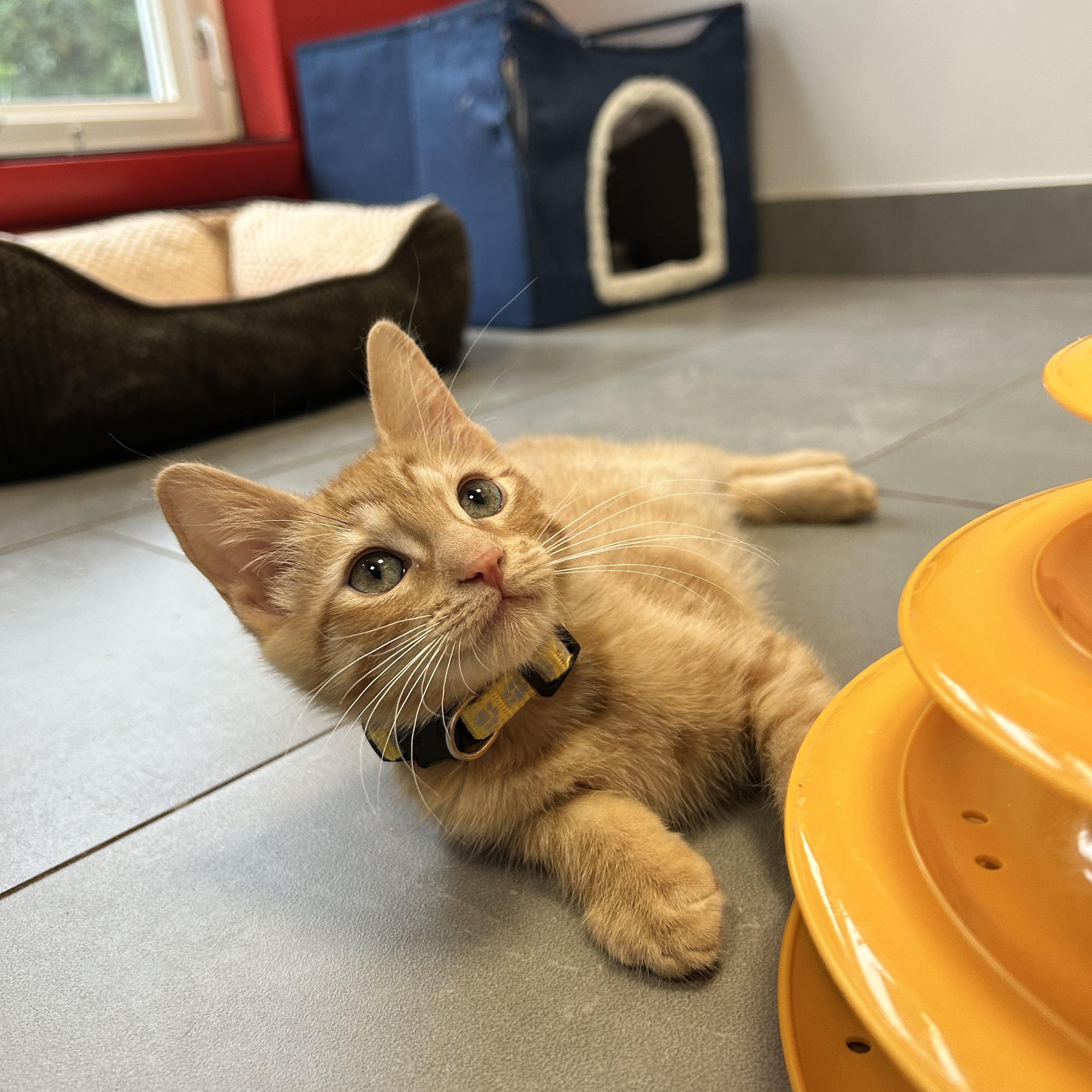 Enlarge Eowyn, a Adopted Domestic Short Hair in North Haven, CT image 2/5