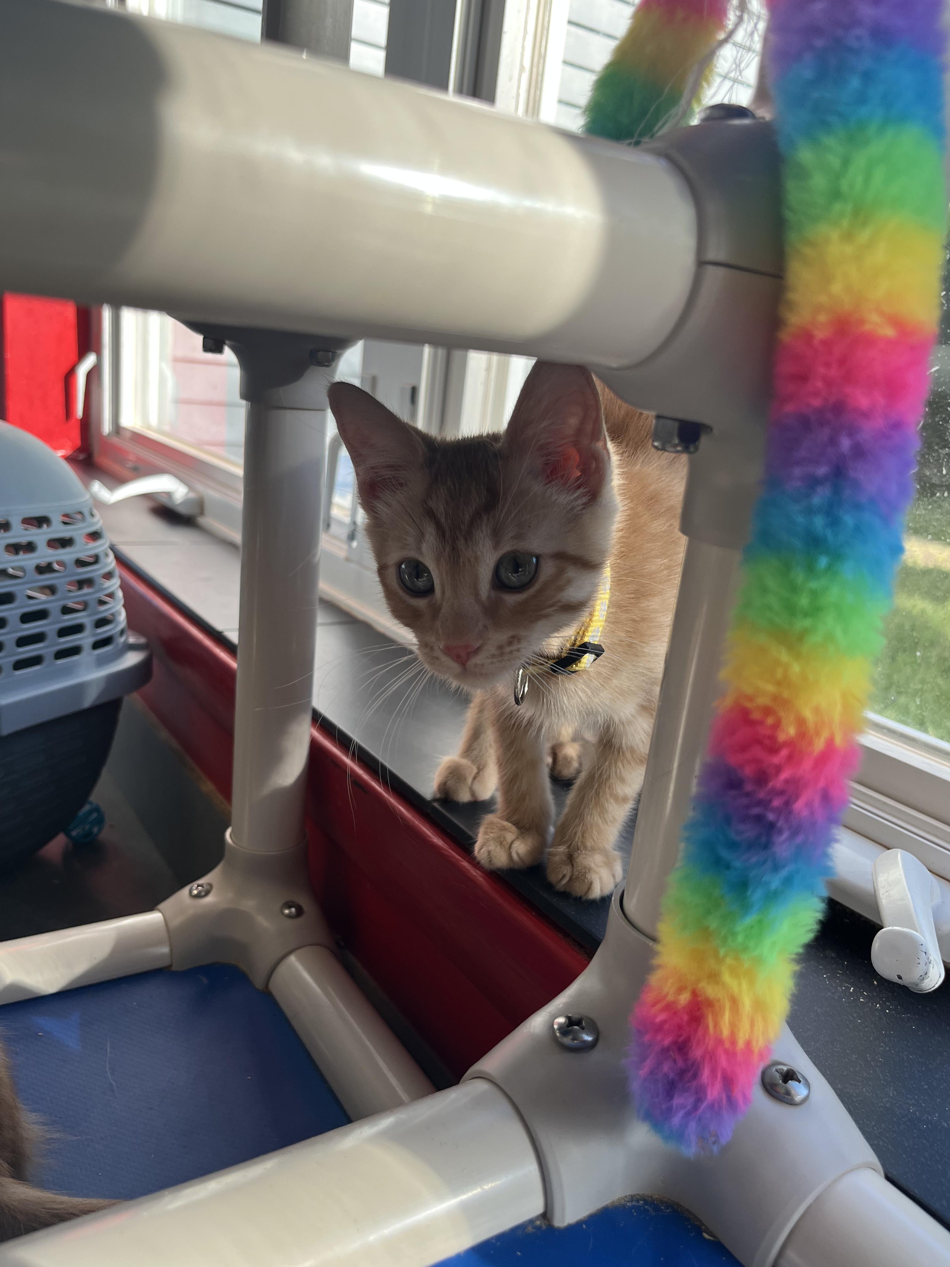 Enlarge Eowyn, a Adopted Domestic Short Hair in North Haven, CT image 3/5