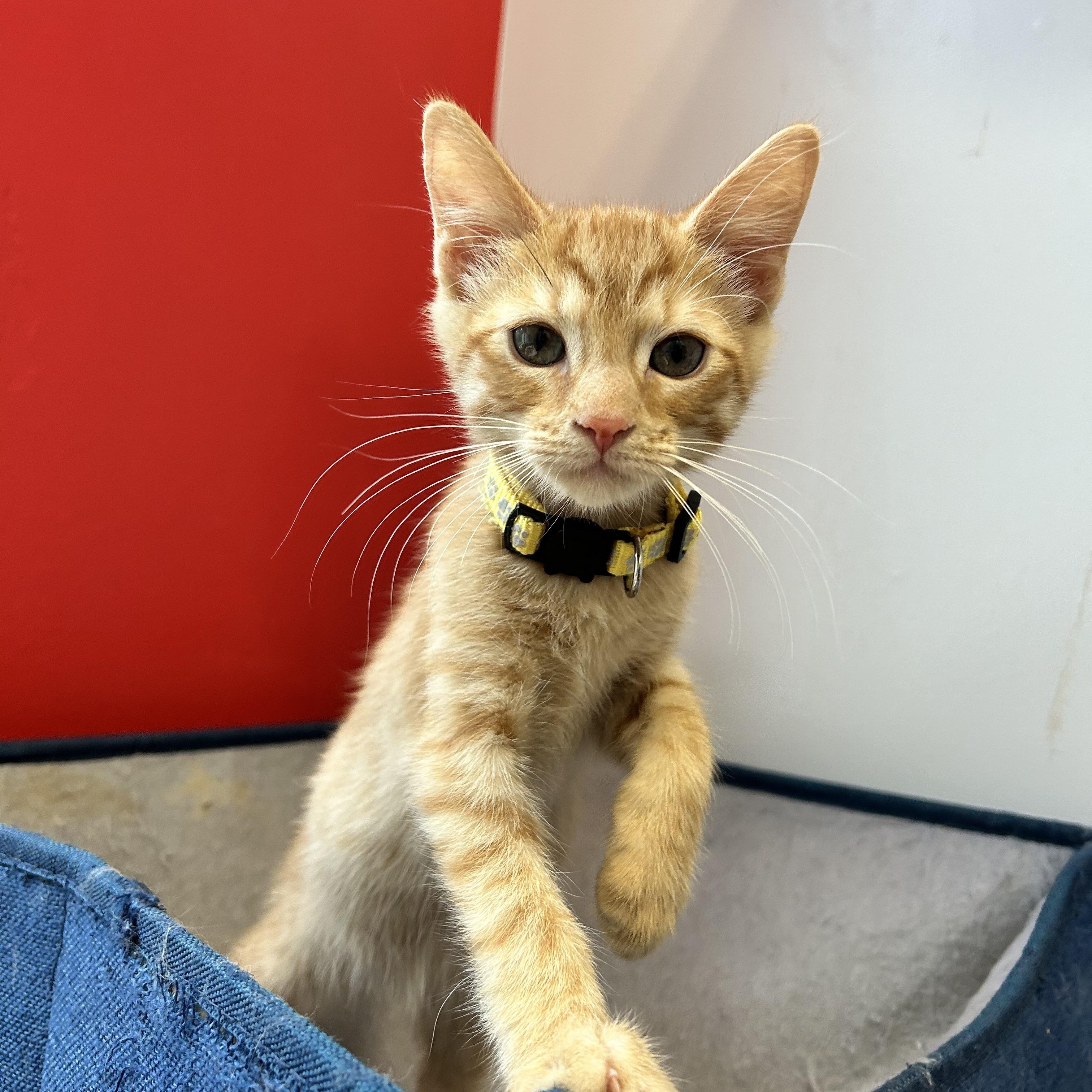Enlarge Eowyn, a Adopted Domestic Short Hair in North Haven, CT image 1/5