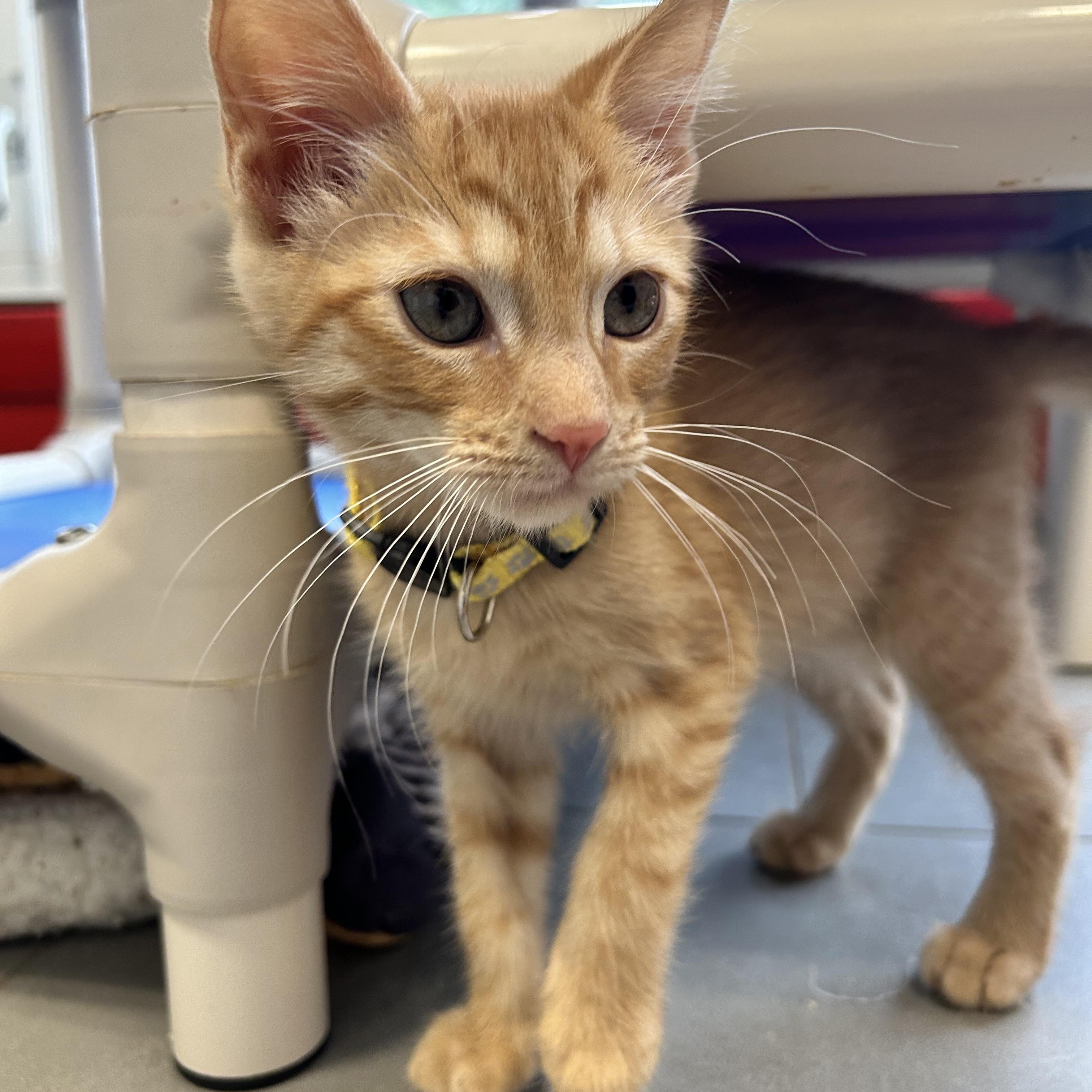Enlarge Eowyn, a Adopted Domestic Short Hair in North Haven, CT image 5/5