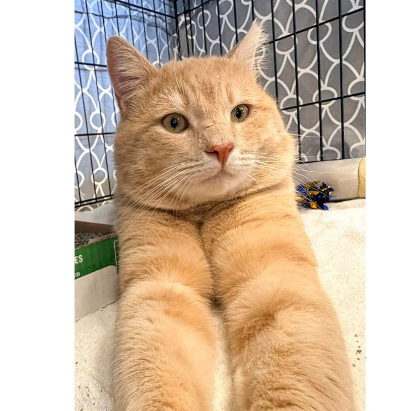 Enlarge Mickey, a ADOPTABLE Domestic Short Hair in Stamford, CT image 4/5