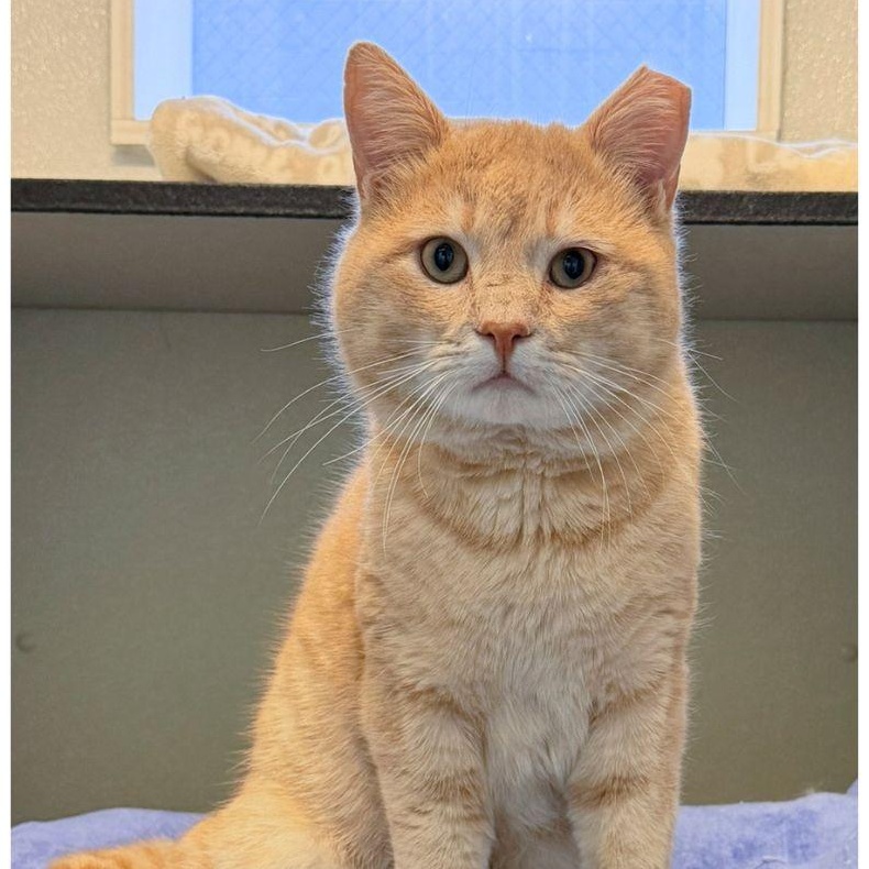 Enlarge Mickey, a ADOPTABLE Domestic Short Hair in Stamford, CT image 1/5