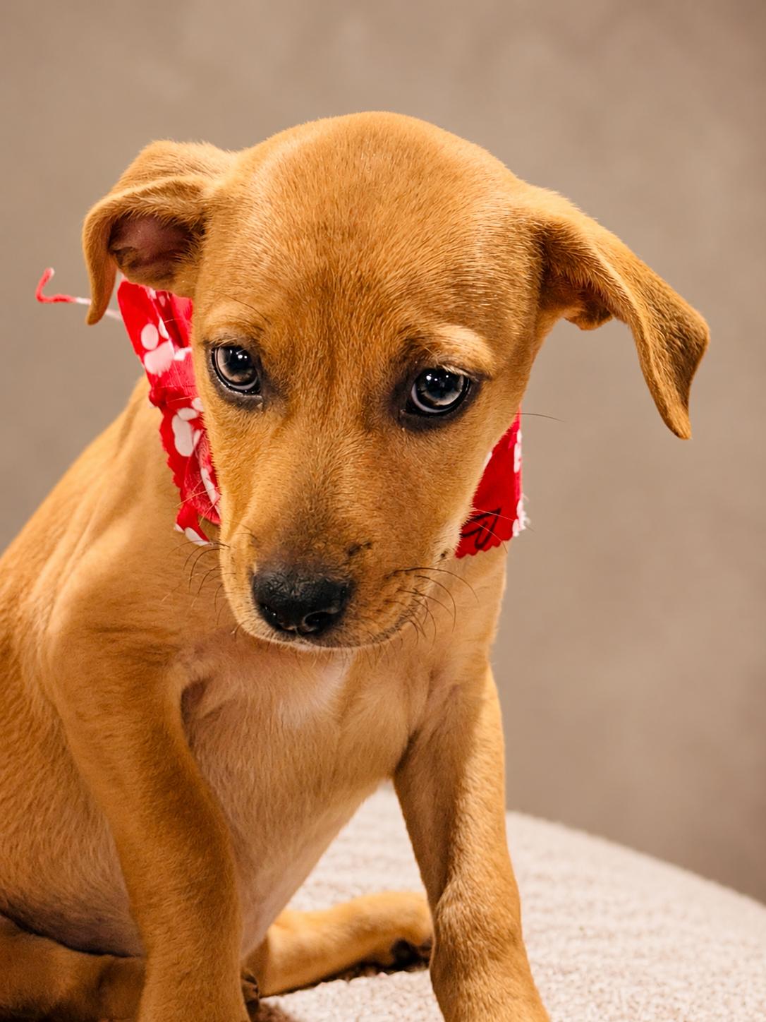 Cupcake, a ADOPTABLE mixed breed in Jacksonville, FL image 3/3