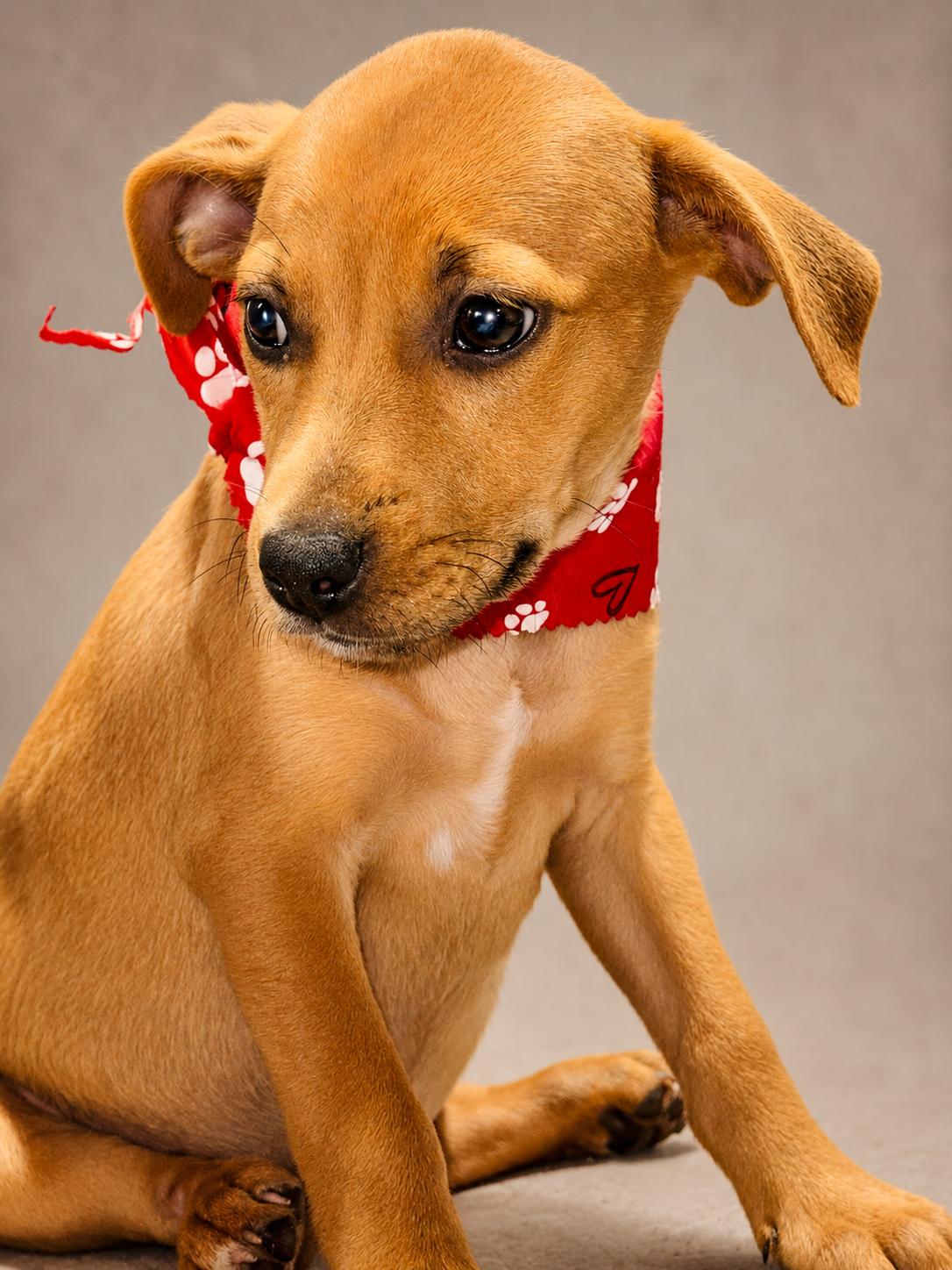 Cupcake, ADOPTABLE, Puppy Female Jack Russell Terrier & Beagle.