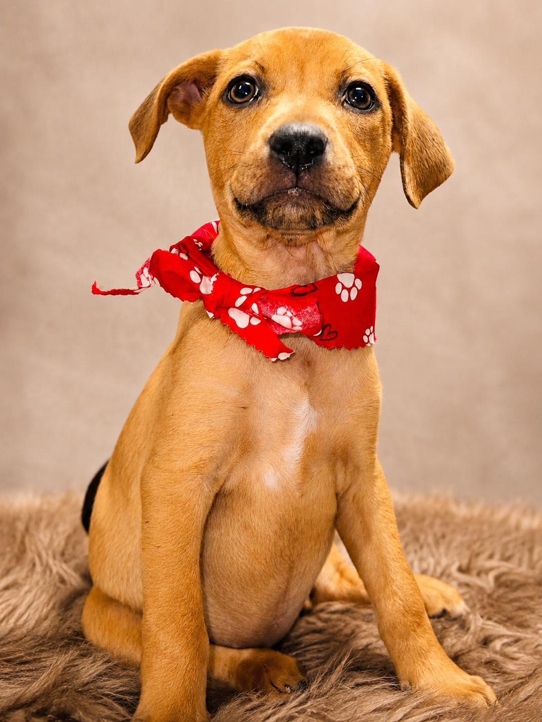 Cupcake, a ADOPTABLE mixed breed in Jacksonville, FL image 2/3