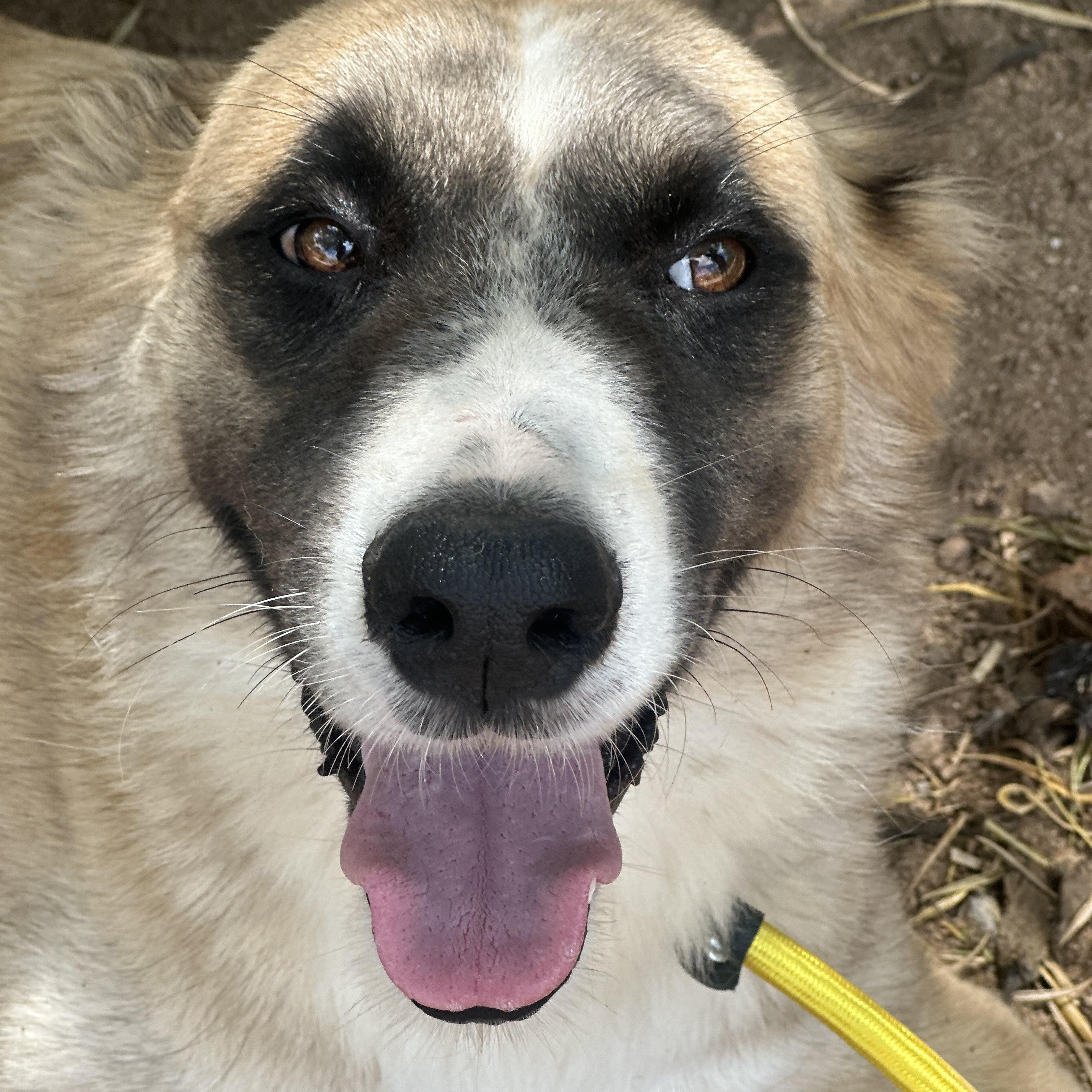 Drifter, Adoptable, Adult Male Mixed Breed.