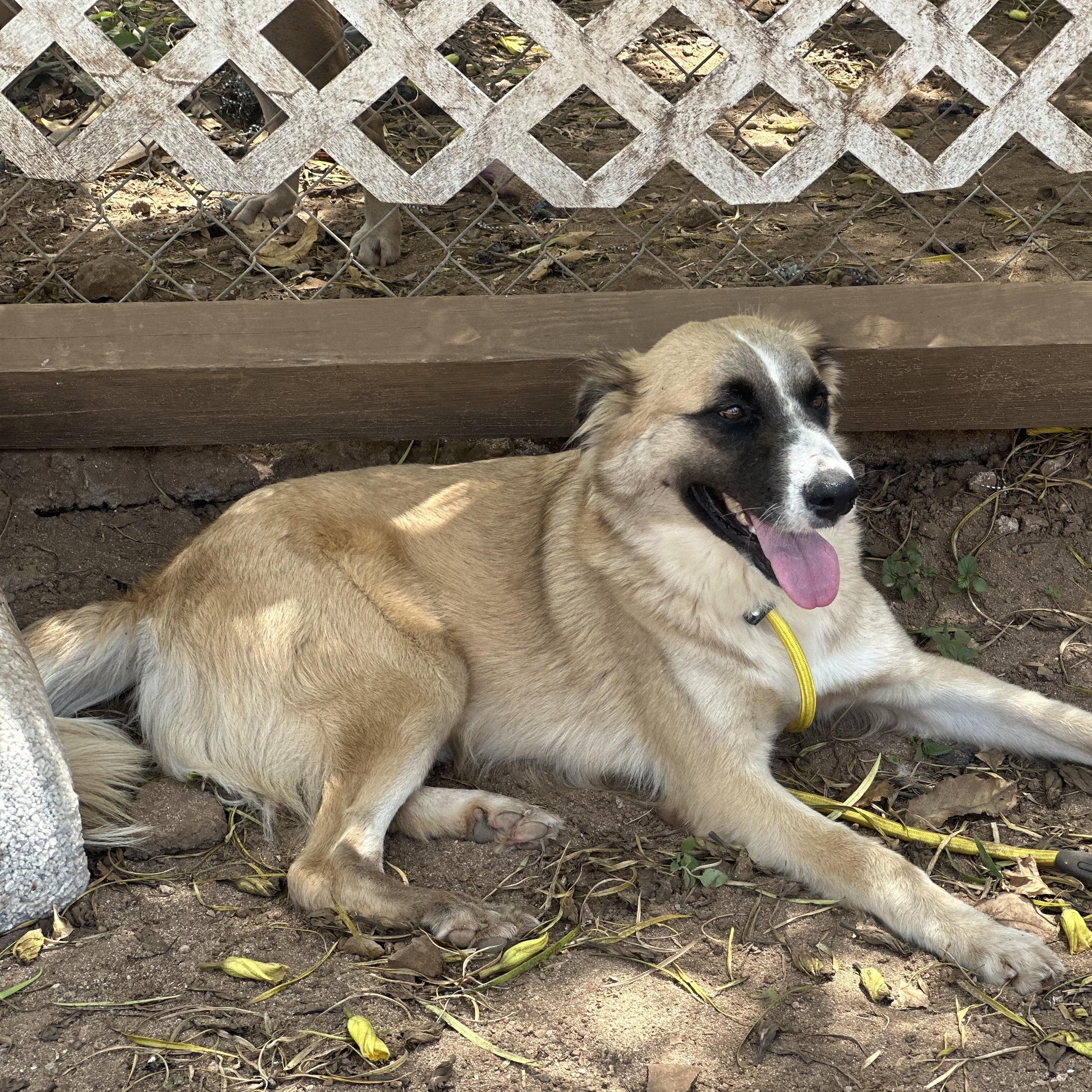 Drifter, a Adoptable Mixed Breed in Head of Saint Margarets Bay, NS image 3/6