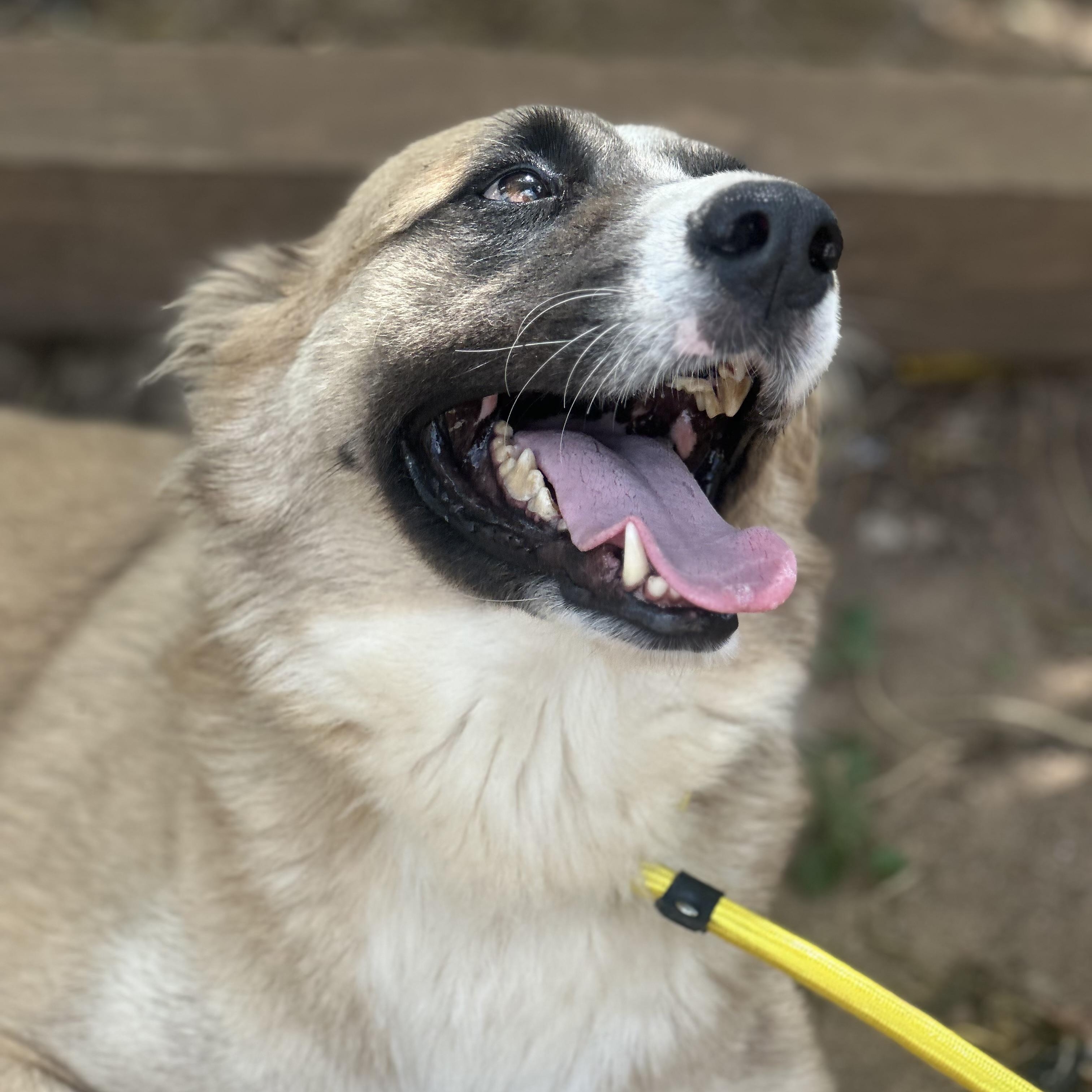 Drifter, a Adoptable Mixed Breed in Head of Saint Margarets Bay, NS image 6/6