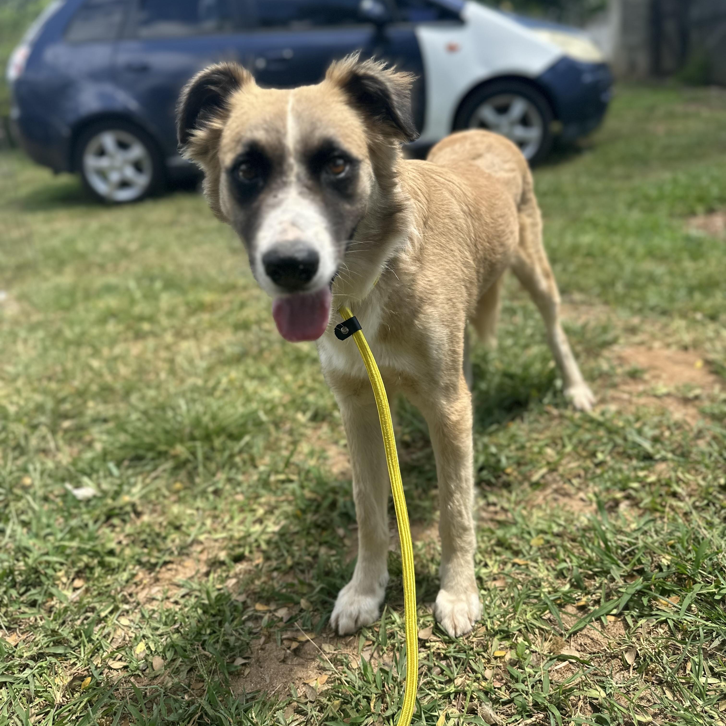 Drifter, a Adoptable Mixed Breed in Head of Saint Margarets Bay, NS image 4/6