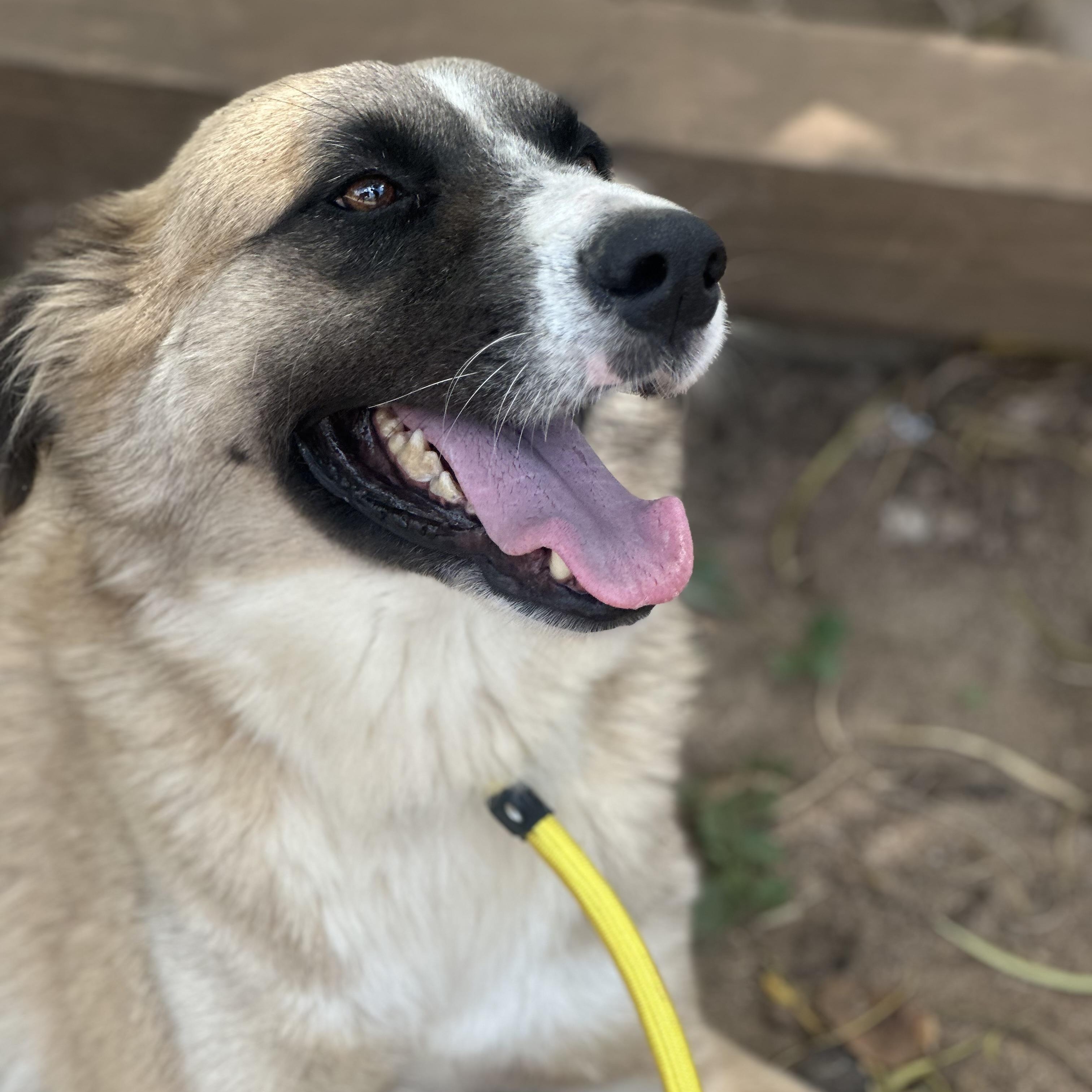 Drifter, a Adoptable Mixed Breed in Head of Saint Margarets Bay, NS image 5/6