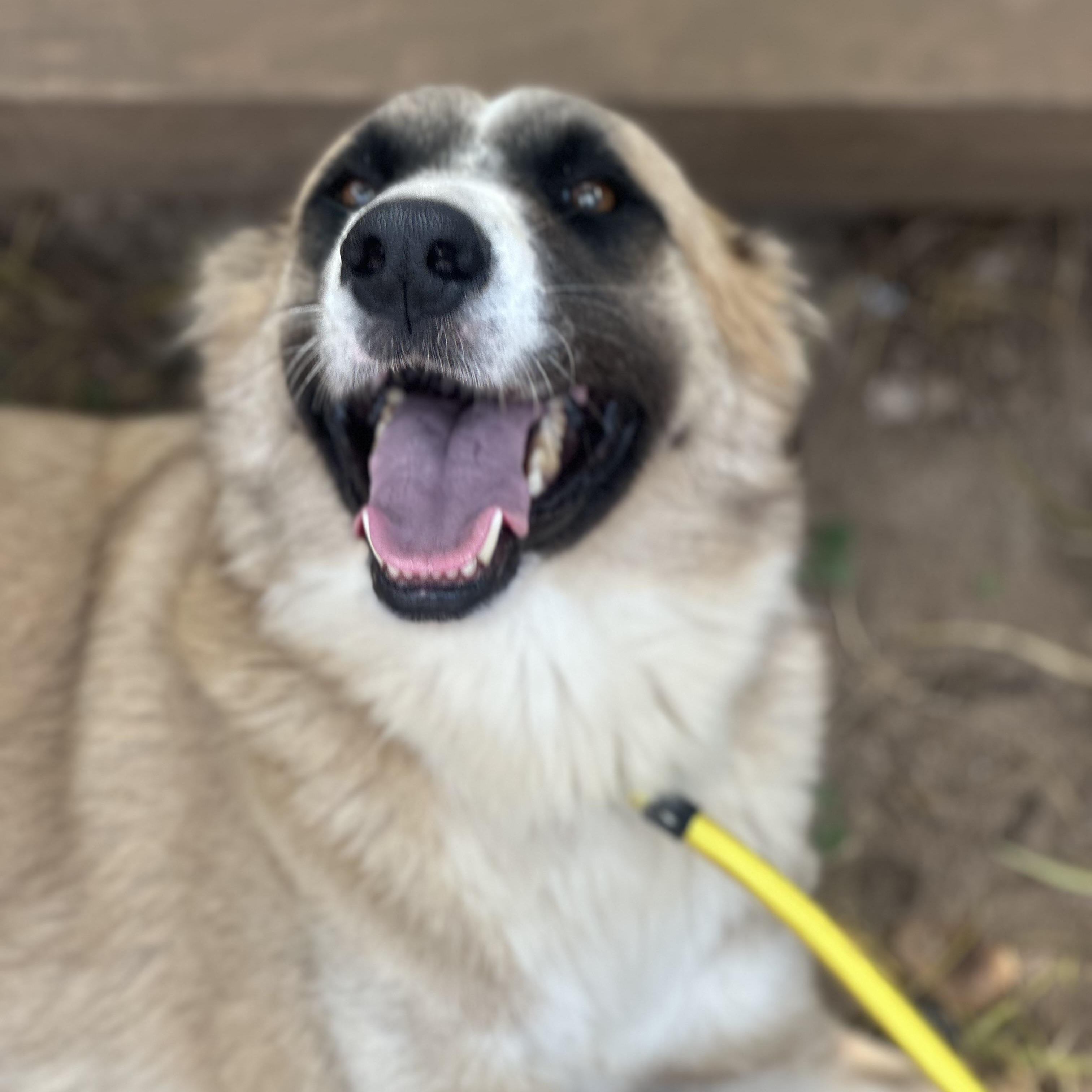 Drifter, a Adoptable Mixed Breed in Head of Saint Margarets Bay, NS image 2/6