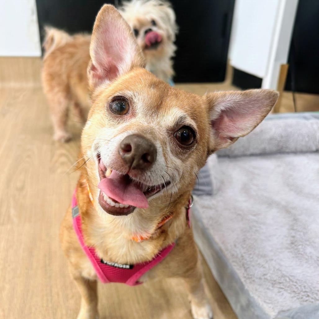 Enlarge Stacey Q 14513, a Adoptable Chihuahua in San Francisco, CA image 1/3