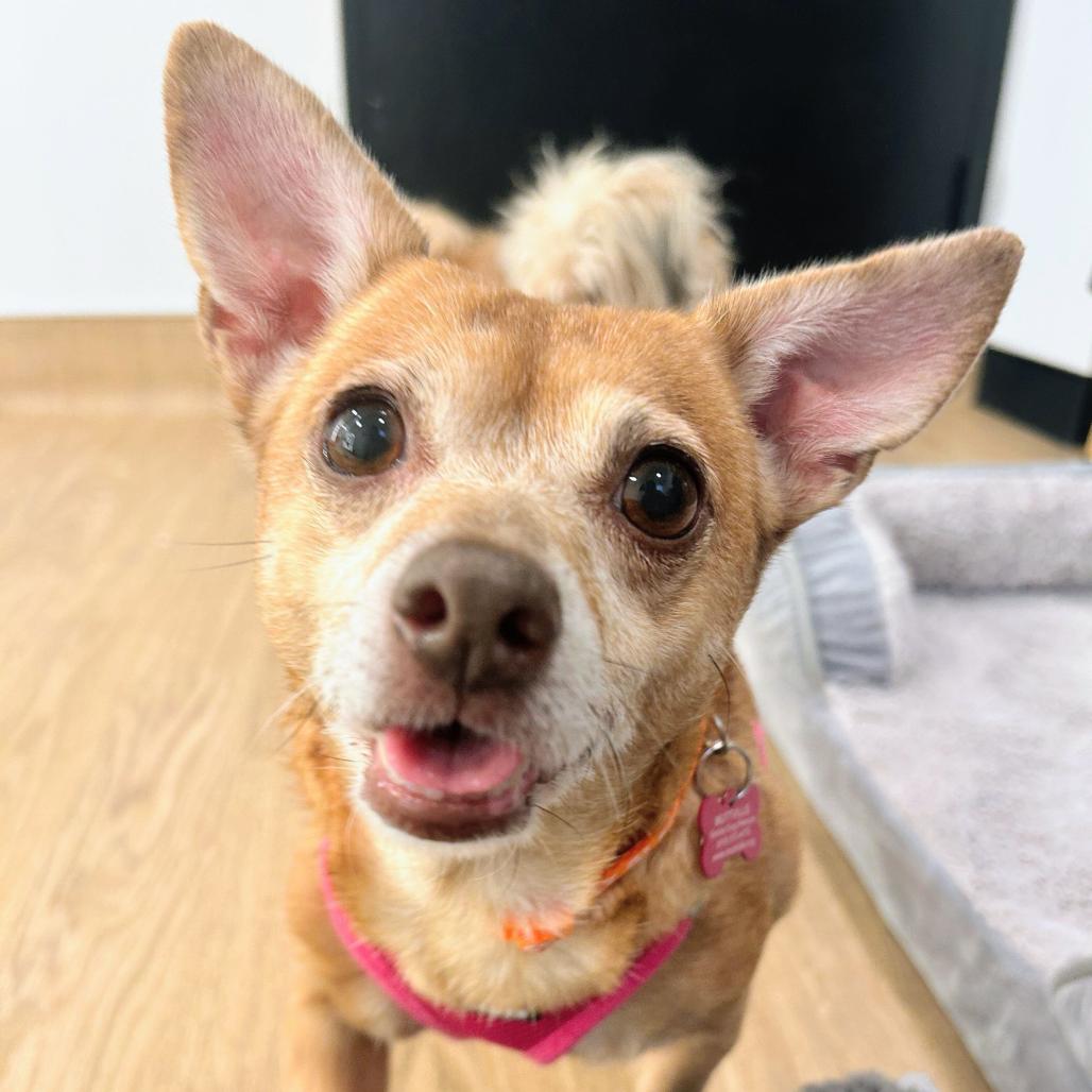Enlarge Stacey Q 14513, a Adoptable Chihuahua in San Francisco, CA image 2/3